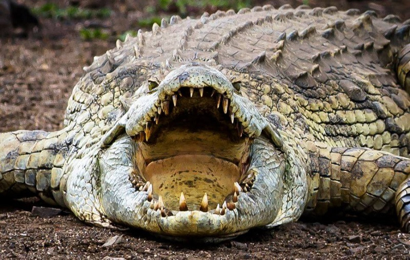 Сазонов: Россия – это крокодил, который действует точно так же, как и 200 миллионов лет назад. Крокодил запрограммирован на одно – жрать