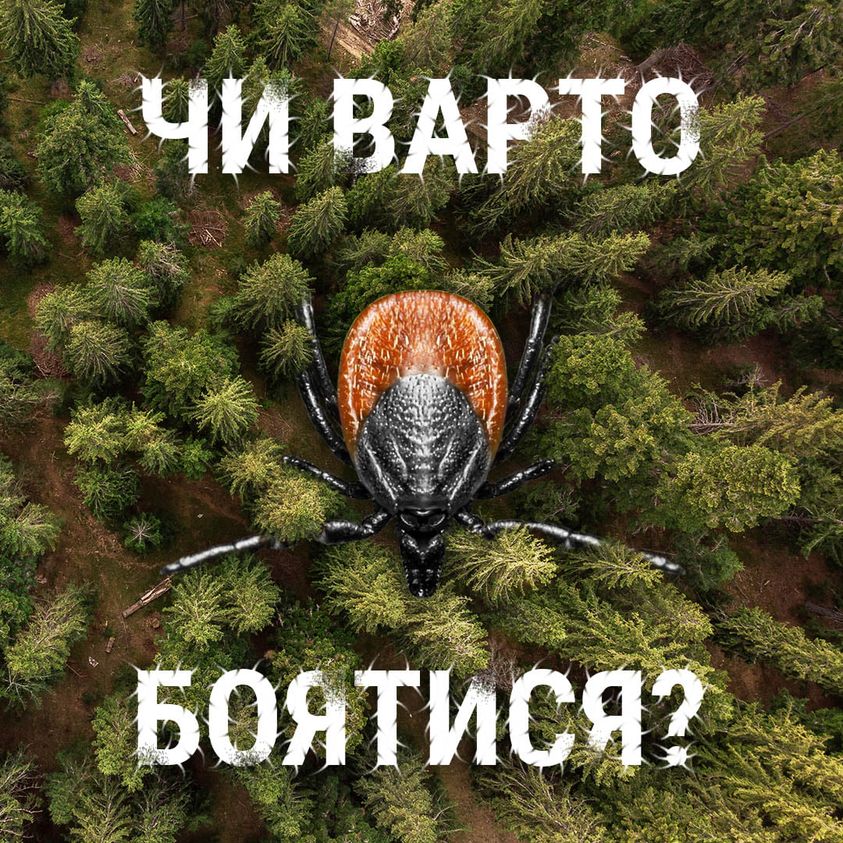 Інфекціоніст: Якщо вкусив кліщ, через 21 день треба здати кров на антитіла до бореліозу. Це золоте загальноприйняте правило