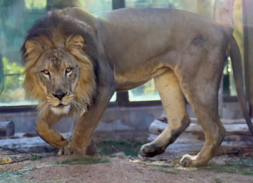 У Хмельницькому з центру для диких тварин втекли два леви: що відомо У Хмельницькому з центру для диких тварин втекли два леви: що відомо
