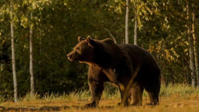 ВВС: Принца Ліхтенштейну звинуватили у тому, що він вбив найбільшого ведмедя Європи