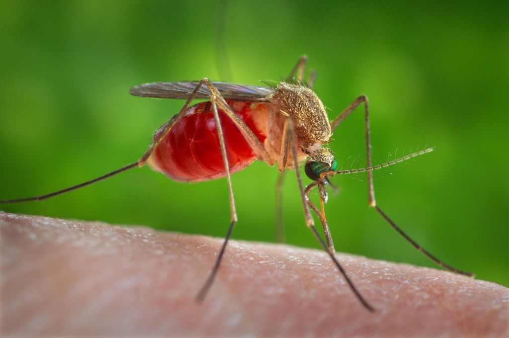 В дикую природу выпустили генетически модифицированных комаров. Но зачем? 