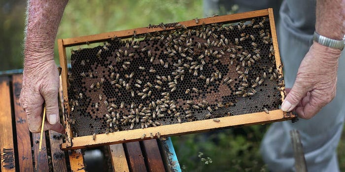 В Нидерландах пчел научили определять COVID-19 за несколько секунд