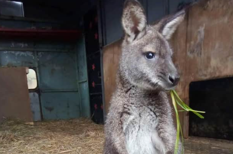 У Чехії пожежники ловили кенгуру, якого придбали як різдвяний подарунок