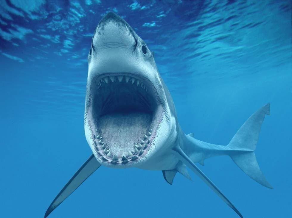 В Австралии акула-людоед загрызла серфера 