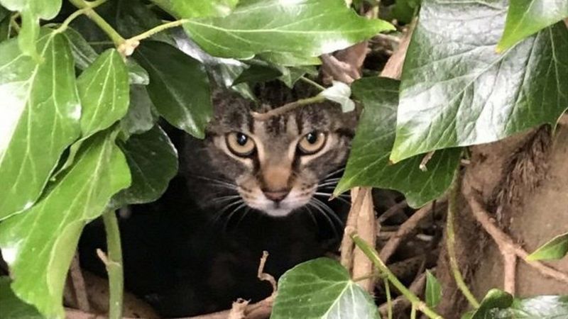 "Котяче гніздування": кішка з кошенятами поселилася у пташиному гнізді