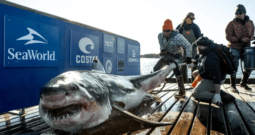 Найбільша біла акула в історії повернулася до берегів Флориди