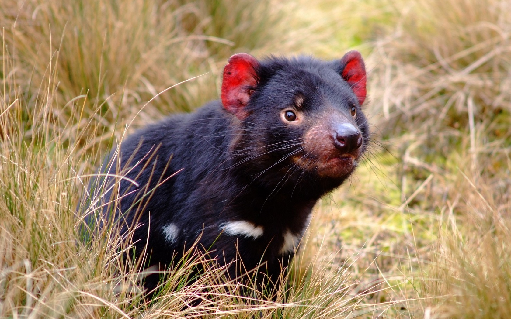 В Австралии впервые за три тысячи лет родились тасманийские дьяволы