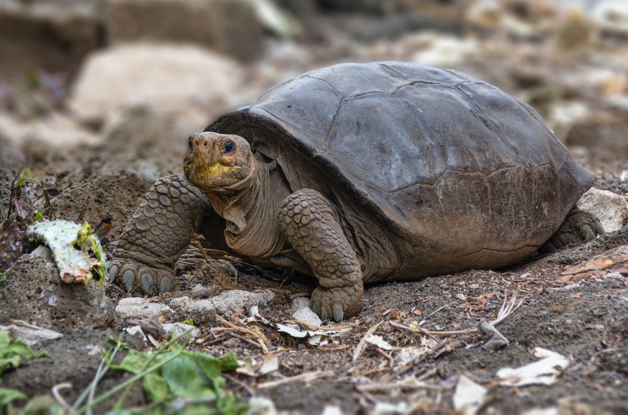 На Галапагосах нашли черепаху, которая больше века считалась вымершей