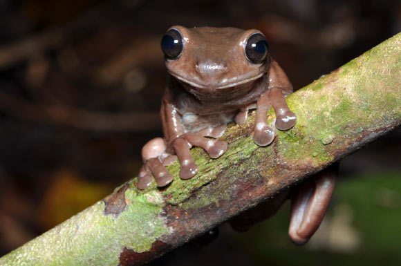 В Новой Гвинее обнаружили "шоколадную" лягушку