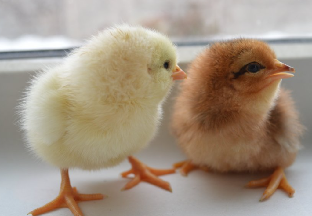 Норвегія забороняє вирощувати “курей-франкенштейнів”: чому країна робить цей крок Норвегія забороняє вирощувати “курей-франкенштейнів”: чому країна робить цей крок