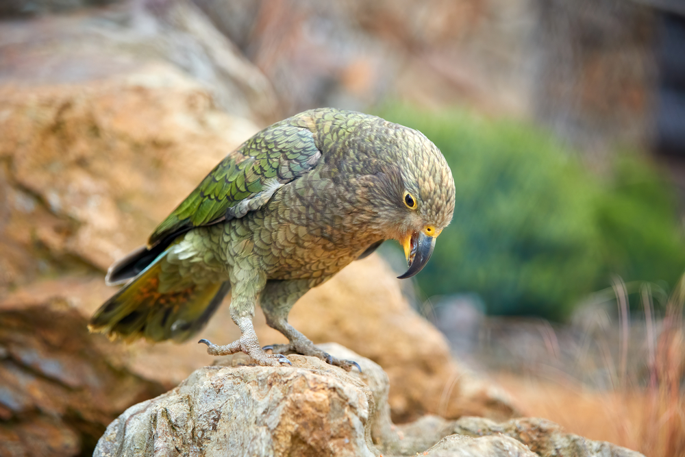 Новозеландские попугаи переселились в горы, чтобы не видеть людей