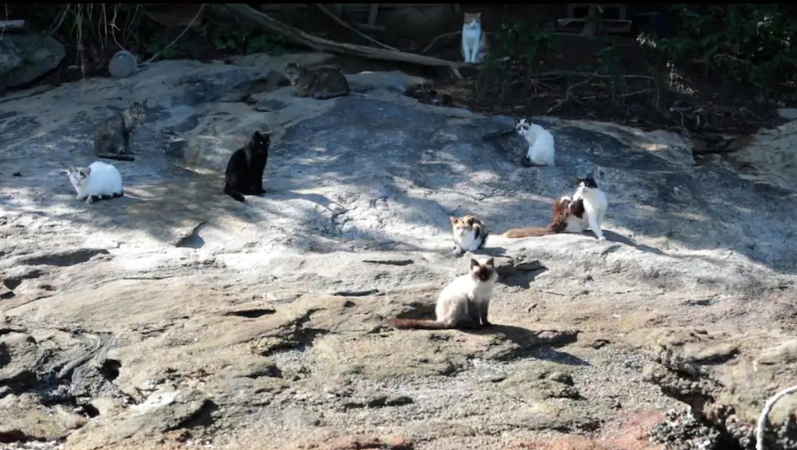 В Бразилии есть остров, где живут только коты