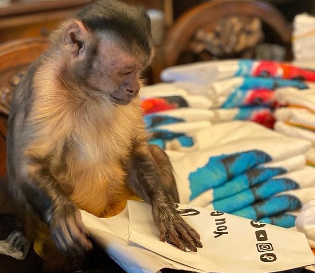 Умерла известная обезьяна, у которой было 17 млн подписчиков в TikTok