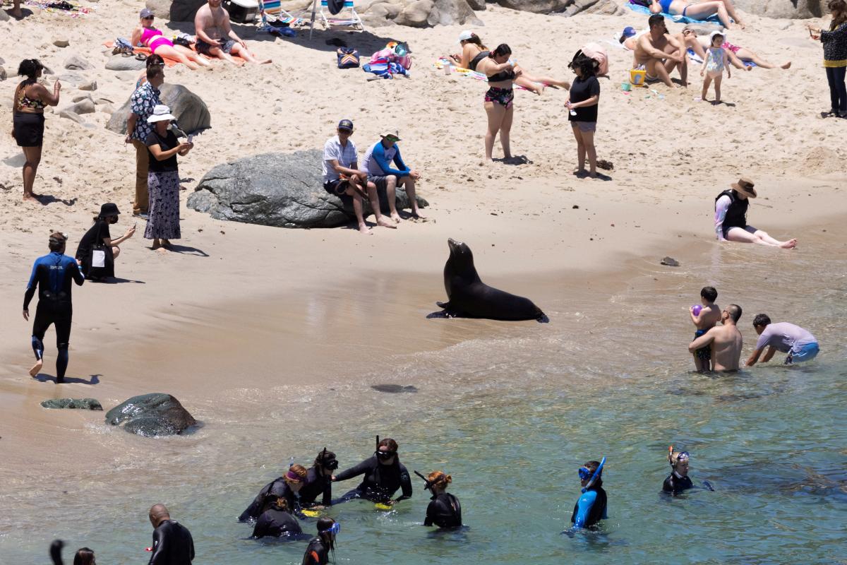В Калифорнии туристы вернулись на пляжи, но место уже заняли морские львы