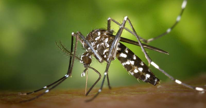 Чтобы победить лихорадку денге, нужно заразить комаров