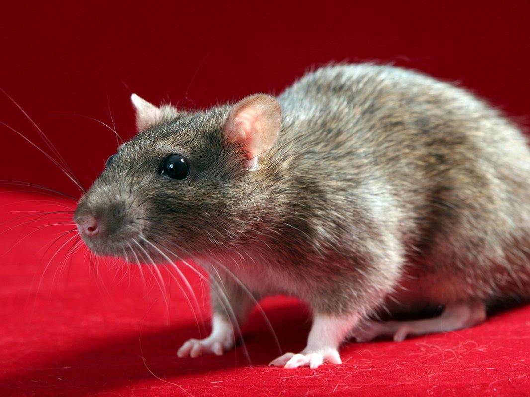 В Китае ученые заставили самцов крыс родить потомство