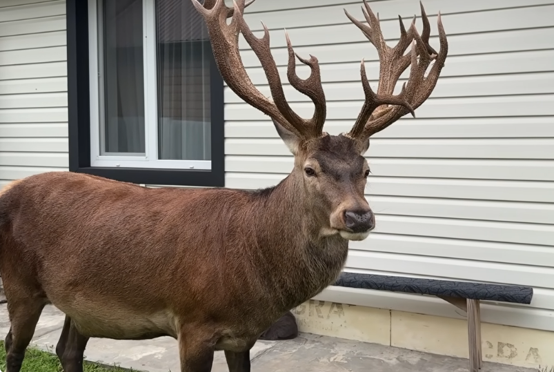 У Рівненській області машина збила відомого у соцмережах оленя Бориса, водійка втекла з місця аварії