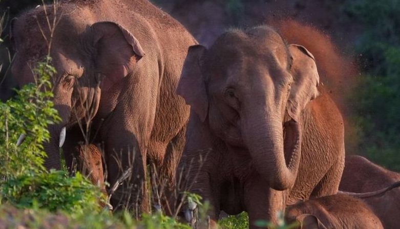 ВВС: Чому слони-мандрівники з Китаю приголомшили вчених