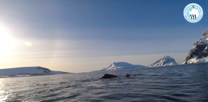 Українські полярники показали зустріч з китами. ВІДЕО