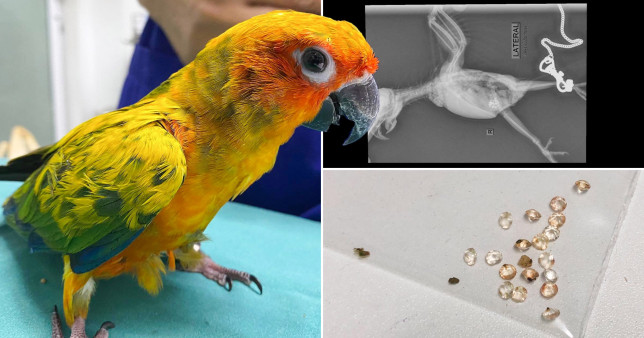 В Таиланде попугай проглотил 21 бриллиант из ожерелья хозяйки