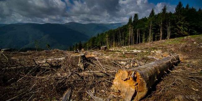Миллиард новых деревьев не спасут украинские леса – BBC