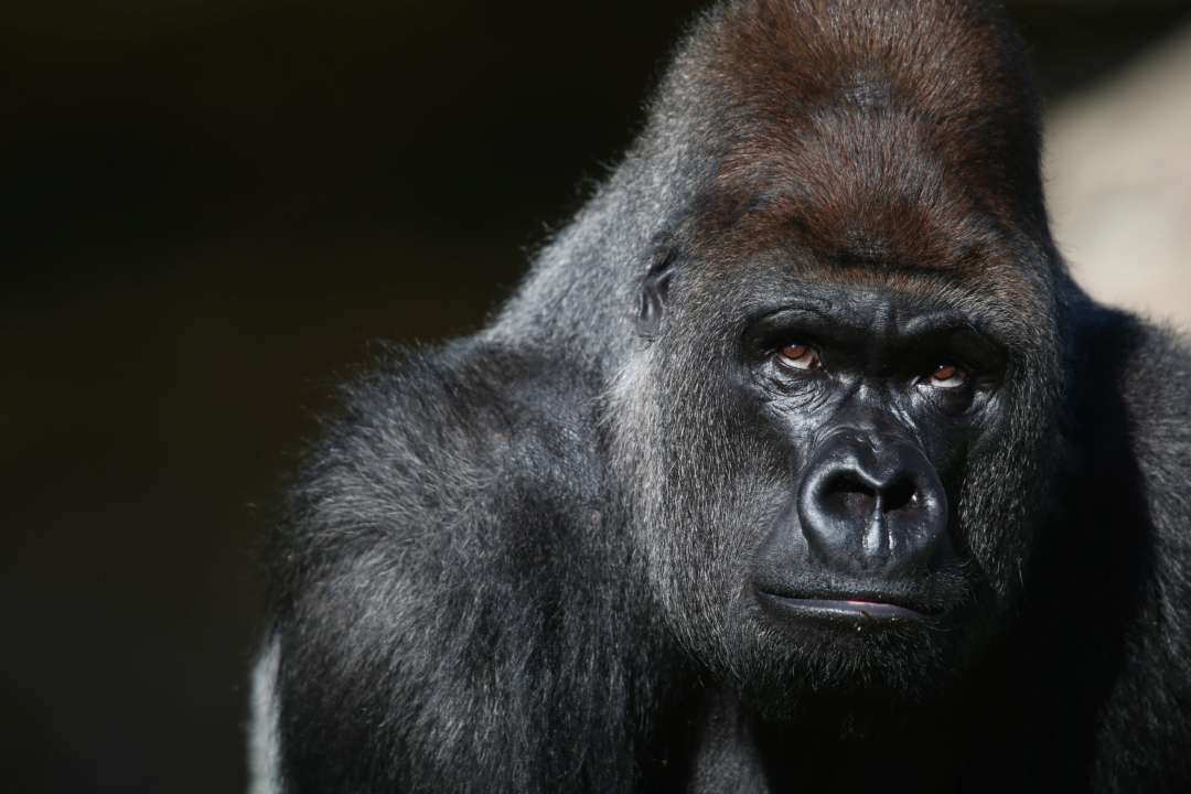 В США умер самый старый в мире самец гориллы: Оззи тосковал по своей возлюбленной
