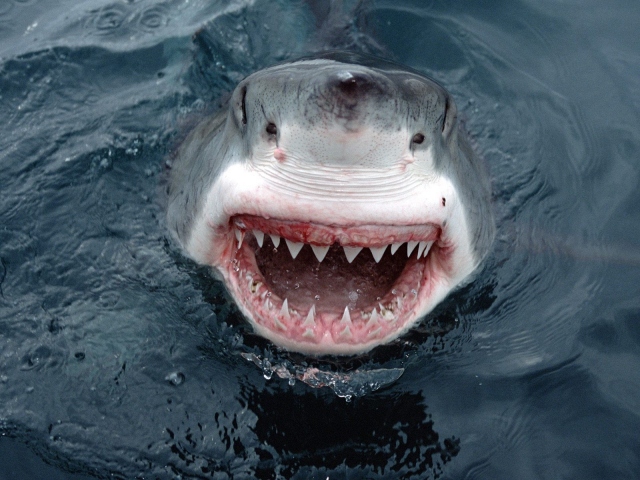 На курорте Красного моря акула выпрыгнула из воды и откусила пятку парапланеристу. ВИДЕО