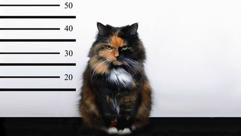 В Австралии кошек посадили под домашний арест