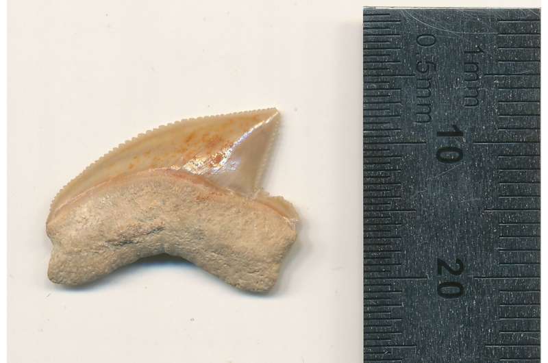 Археологи нашли в Израиле тайник времен царя Соломона с зубами акулы