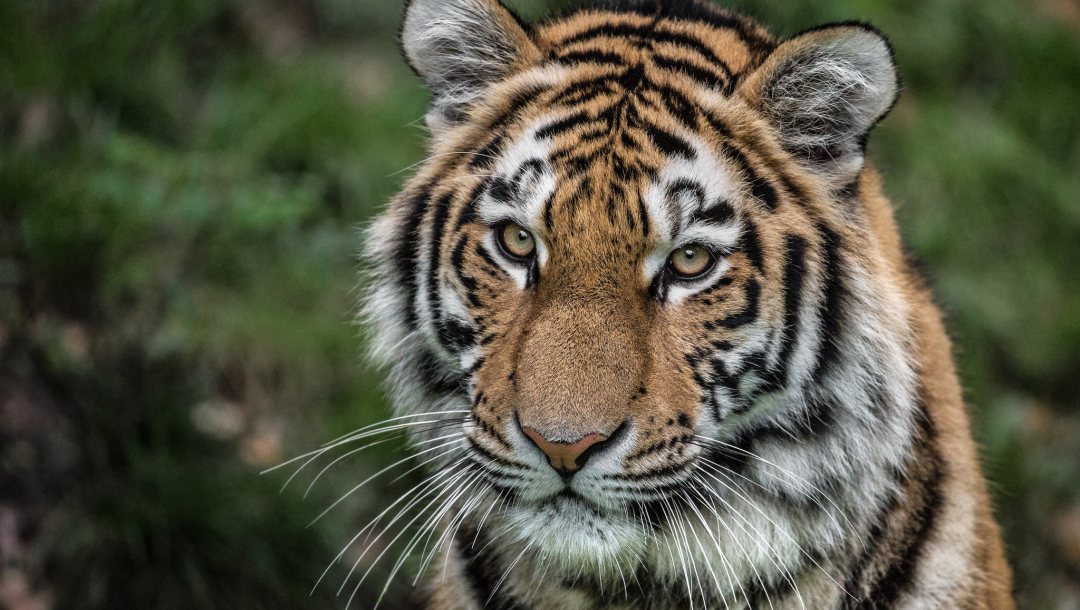 Разъяренная тигрица загрызла двоих парней в Индии на глазах у их друга