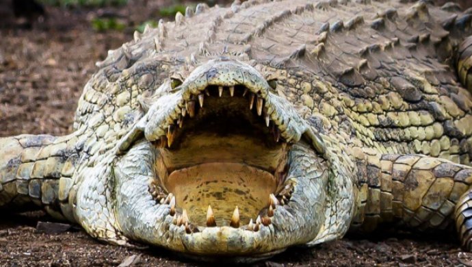 В Індії гігантський крокодил відкусив ногу чоловіку