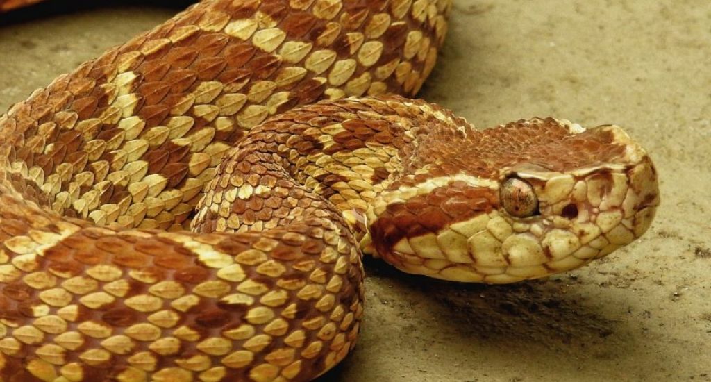 Яд одной из крупнейших змей может быть использован как инструмент в борьбе с COVID-19 – исследование