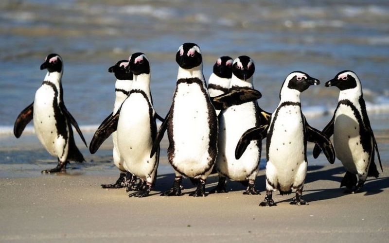 Бджоли вбили понад 60 пінгвінів біля Кейптауну 