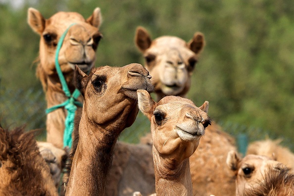 В ОАЭ клонируют самых красивых верблюдов