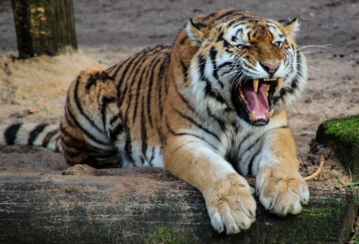 В зоопарке в оккупированном Крыму тигр откусил палец ребенку