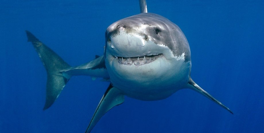 Рибніков: Навіщо російський турист з'їв акулу в Хургаді?