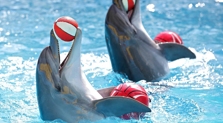 В одеському дельфінарії дитину вкусив дельфін: хлопчикові наклали шви. ВІДЕО