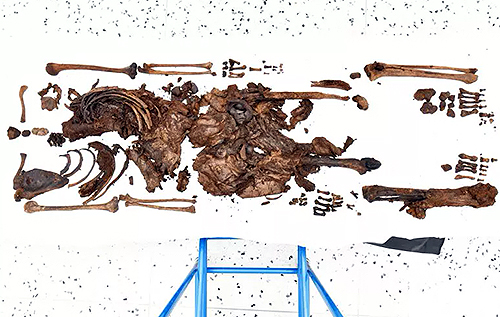У Північній Ірландії на болотах знайшли людські кістки, яким виявилося 2500 років
