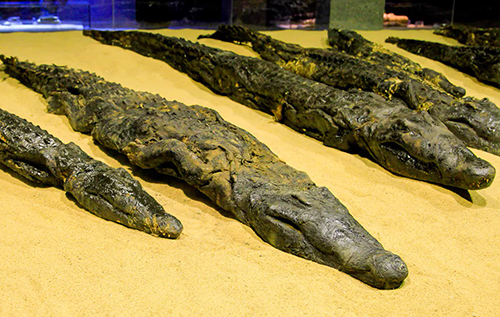 У Стародавньому Єгипті процвітав таємничий культ крокодила: знадобились тисячоліття, щоб розкрити його