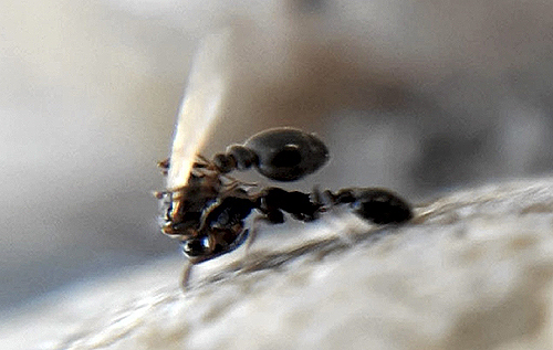Биологи понаблюдали за "сватовством" у муравьев