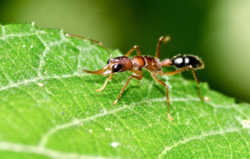 Біологи з’ясували, чому "королеви" мурах живуть набагато довше за робітників