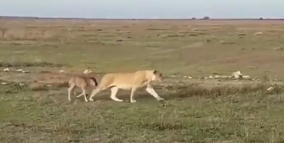 Материнський інстинкт. У Танзанії левиця відвела заблудлу антилопу назад у стадо. ФОТО