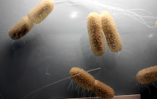 Биологи выяснили, что популяции бактерий могут переживать сотни тысяч лет голодания
