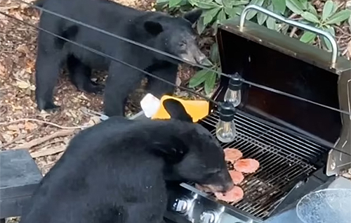 У США ведмеді увірвалися на пікнік, з'їли котлети для бургерів та запили їх колою. ВІДЕО
