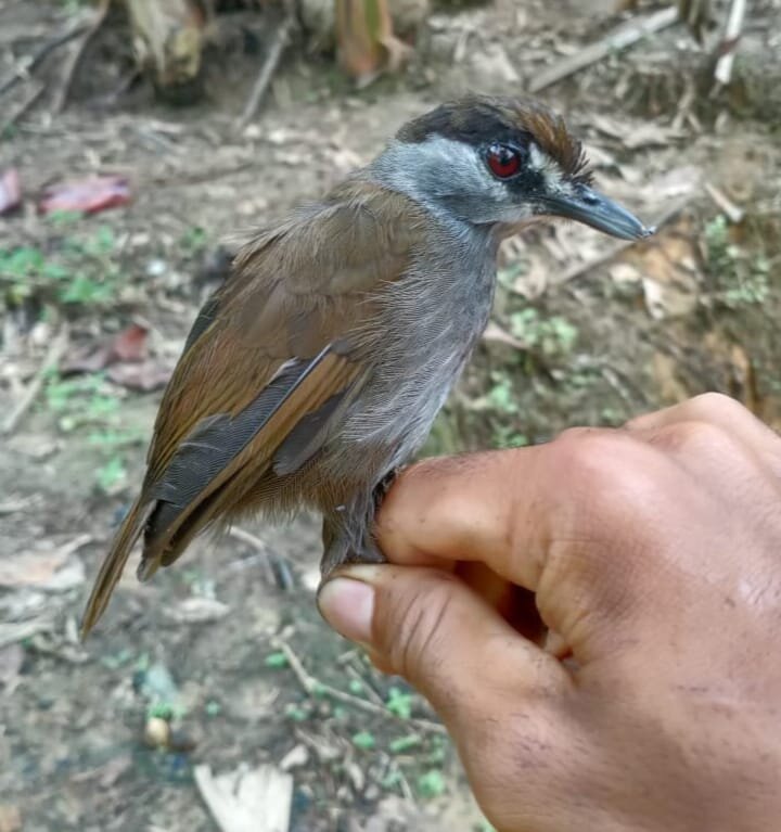 В Індонезії знайшли птаха, який вважався вимерлим 170 років