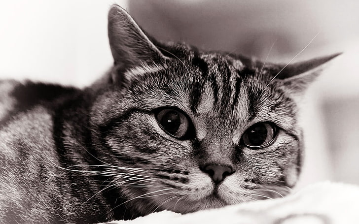 Пандемія замучила навіть кішок: у домашніх улюбленців спостерігається небезпечний рівень стресу