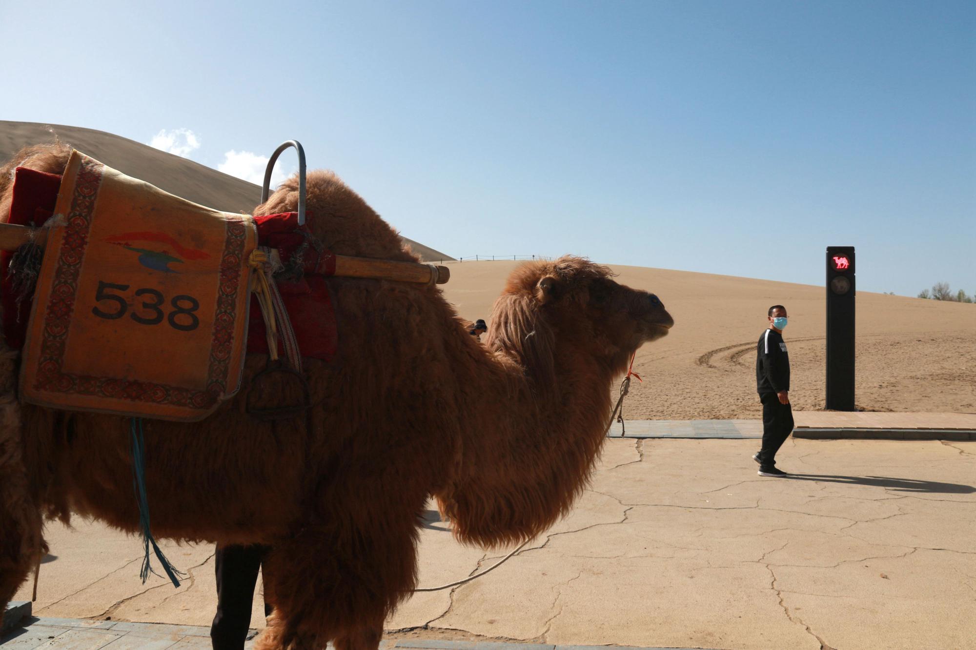 "Кораблям пустелі" полегшили життя: у Китаї встановили перший світлофор для верблюдів. ФОТО
