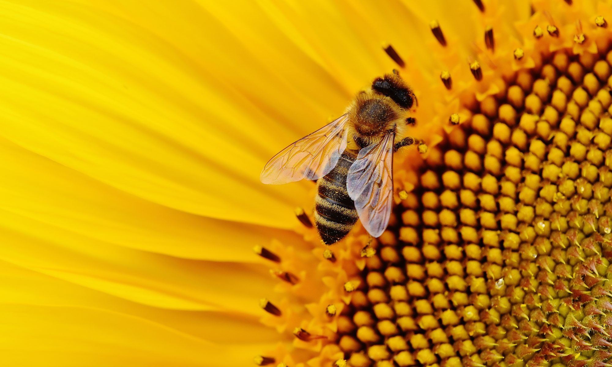 Вбивця ракових клітин. Австралійські вчені виявили новий ефект бджолиної отрути