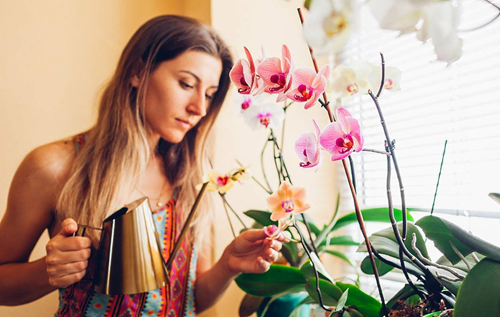 Як не занапастити орхідею: чотири часті помилки, яких слід уникати