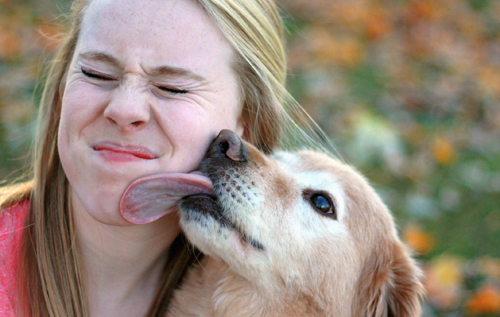 Чому собака облизує обличчя господаря: причина дуже проста